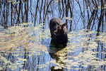 Moose Reflection
