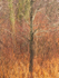 November--Bug Farm