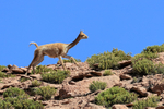 Vicuna runs along ridge, Chile