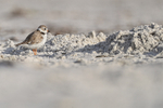 Piping Plover on the beach, Fort De Soto Park, Florida
