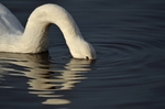 Whooper Swan