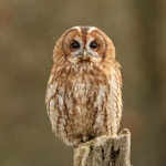 Tawny Owl SD2514