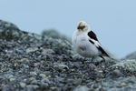 Male Snow Bunting on gravel, Jokulsarlon, Iceland