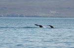 Pair juvenile Humpbacks fluking