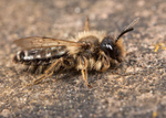 Andrena flavipes (m)