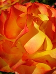 “Warming Rose”