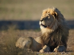 Majestic