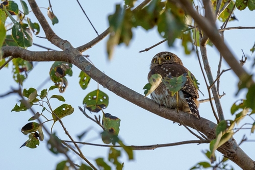This was tiny and very high up in the tree!