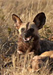 African Wild Dog