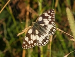 Marbled White