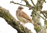 Woodlark 1