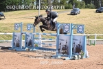 CLASS 13 FRI HOYS Talent Seeker Qualifier Inc 7 Year Old Horse Championship Qualifier portfolio