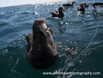NZ004: Great Petrel