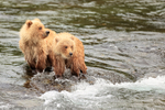 Two yearling Brown Bear cubs at Brooks Falls, Alaska