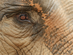 Female Asian Elephant eye, Cambodia