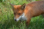 Red Fox