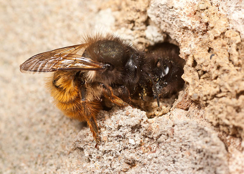 Two females fighting over a nest hole. Warwickshire, May 2012.