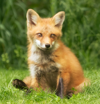 Red Fox Kit #5