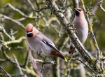 Waxwings