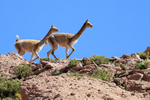 Vicunas running along ridge, Chile