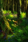 Light at the edge of the Bluebell wood