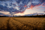 Wheat Field at Sunset