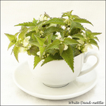 White Dead-nettle