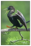 Birds - Color - 01