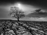 Malham Tree 02