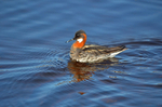 Red-necked Phalarope