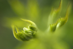 fern, Parc yr Ocar