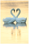 Hearts of Gold 