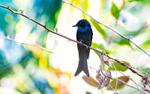 Black Drongo
