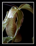 Phragmipedium grande x