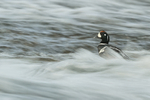 Harlequin Duck (drake) in rapids, River Laxa, Iceland
