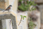 Cape Bunting portfolio