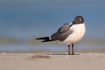 Laughing Gull (breeding adult), Fort De Soto Park, Florida