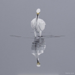 Garça-branca-pequena II / Snowy egret II