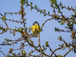 Blue Tit