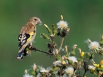 Juvenile Goldfinch
