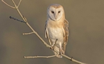 Barn Owl