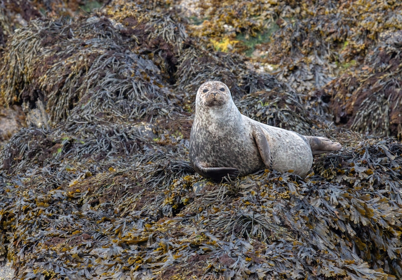 Common Seal - Isle of Skye - Scotland