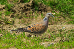 Turtle Dove on the ground near the cattle pens at Otmoor RSPB