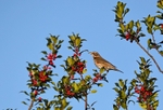 Redwing