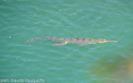 Gavial.