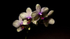 05Nov2013: Photo 309