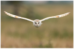Wingspan 