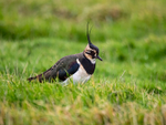 Lapwing
