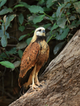 Black-collared Hawk, Mato Grosso, Brazil