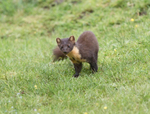 Pine Marten - Martes martes